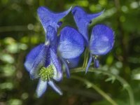 C04ColumbianMonkshood7290178.jpg C04ColumbianMonkshood7290178.jpg