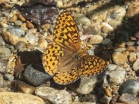 C05NorthwesternFritillaryButterflyP7290160.jpg C05NorthwesternFritillaryButterflyP7290160.jpg