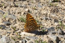C06NorthwesternFritillaryButterfly3308.jpg C06NorthwesternFritillaryButterfly3308.jpg