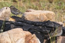 E04PineSiskins3231.jpg E04PineSiskins3231.jpg