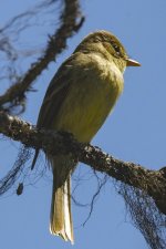 E05WesternWoodPewee3259.jpg E05WesternWoodPewee3259.jpg