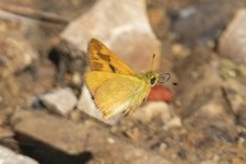 E10WoodlandSkipperButterfly3396.jpg E10WoodlandSkipperButterfly3396.jpg
