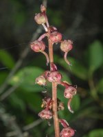 E17PinkPyrolaFruits8010497.jpg E17PinkPyrolaFruits8010497.jpg