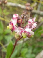 E18Pipsissewa8010510.jpg E18Pipsissewa8010510.jpg