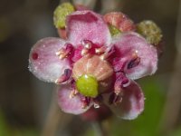 E19Pipsissewa8010506.jpg E19Pipsissewa8010506.jpg
