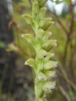 E20RattlesnakePlantainOrchid8010517.jpg E20RattlesnakePlantainOrchid8010517.jpg