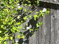 IMG_3591.jpeg