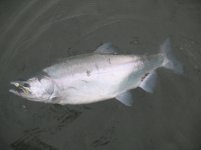 Monster Pink on a Popper MA9.JPG Monster Pink on a Popper MA9.JPG