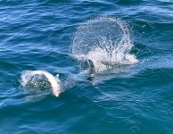 IMG_2791.jpeg
