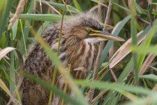 A01AmericanBitternFledgling3811.jpg A01AmericanBitternFledgling3811.jpg