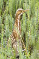 A03AmericanBitternFledgling3824.jpg A03AmericanBitternFledgling3824.jpg