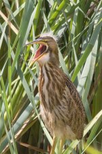 A05AmericanBitternFledglingYawning4116.jpg A05AmericanBitternFledglingYawning4116.jpg