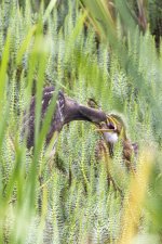 A04AmericanBitternAdultFeedingFledgling3850.jpg A04AmericanBitternAdultFeedingFledgling3850.jpg