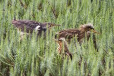A06AmericanBitternAdult&2Fledglings3861.jpg A06AmericanBitternAdult&2Fledglings3861.jpg