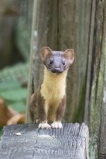 A09LongTailedWeasel4037.jpg A09LongTailedWeasel4037.jpg