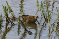 A10Sora4078.jpg A10Sora4078.jpg