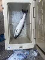 IMG_1436.jpeg IMG_1436.jpeg