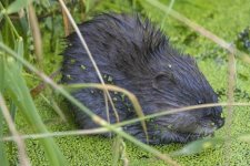 C01MuskratEatingDuckweed3569.jpg