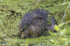C02MuskratEatingDuckweed3577.jpg