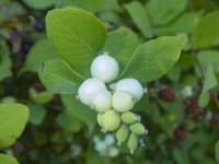 B05Snowberries8080001.jpg