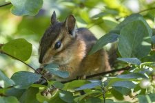 B06TownsendChipmunk3508.jpg