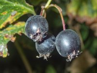 B07BlackHawthorneFruits8140003.jpg
