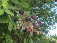 B12HimalayanBlackberries8080003.jpg