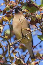 B08CedarWaxwingAdultEatingBlackHawthorne3420.jpg