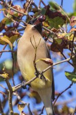 B09CedarWaxwingAdultWBlackHawthorneFruit3423.jpg