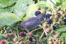 B13SongSparrowEatingBlackberries3464.jpg