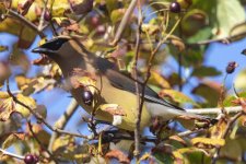 B10CedarWaxwingEatingBlackHawthorne3417.jpg