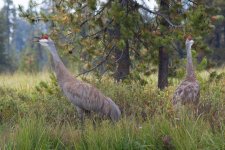 Cranes5.jpg