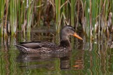 mallard1.jpg