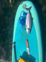 IMG_4138.jpeg