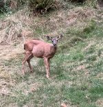 IMG_3649.jpeg