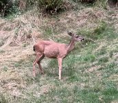 IMG_3650.jpeg