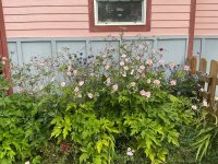 IMG_1118.jpeg IMG_1118.jpeg