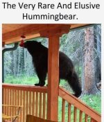 hummingbear.jpg