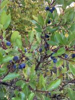 Beach Plum Shrub.jpg