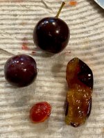 Beach Plums.jpg