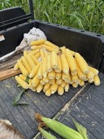 corn.jpg