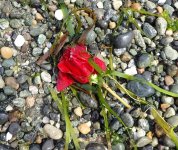 IMG_3721.jpeg
