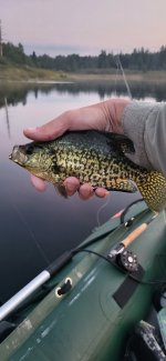 Crappie.jpg