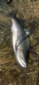 IMG_3035.png IMG_3035.png