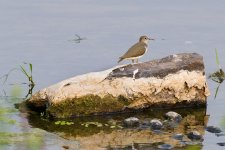 002-Sandpiper-090325c.jpg