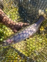 IMG_6843.jpeg