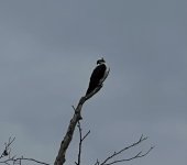 IMG_3795.jpeg