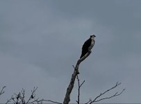 IMG_3794.jpeg