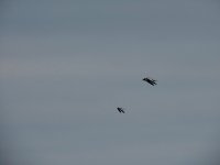 IMG_9868.jpeg