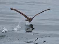 IMG_9878.jpeg